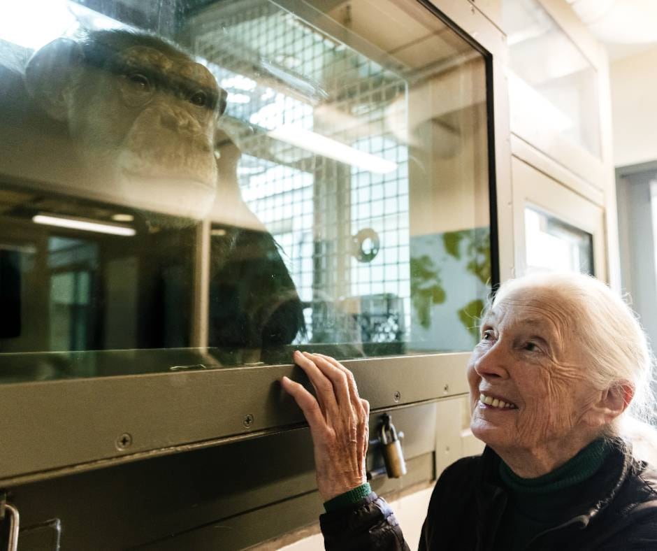 Muere Jane Goodall a los 91 años de edad