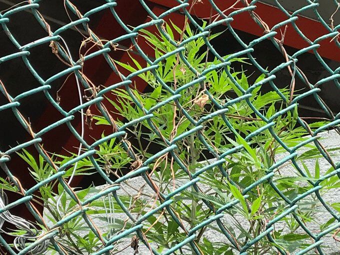 El brote fue hallado por elementos de la Policía Auxiliar.