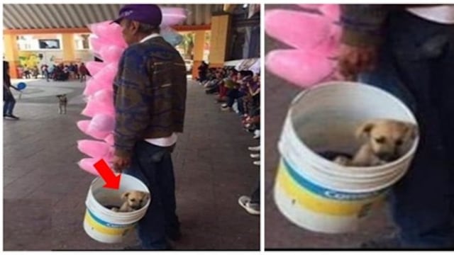 Abuelito y cachorro