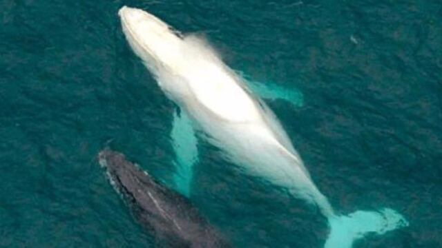 Detectanotra ballena albina en aguas de BCS (VIDEO)