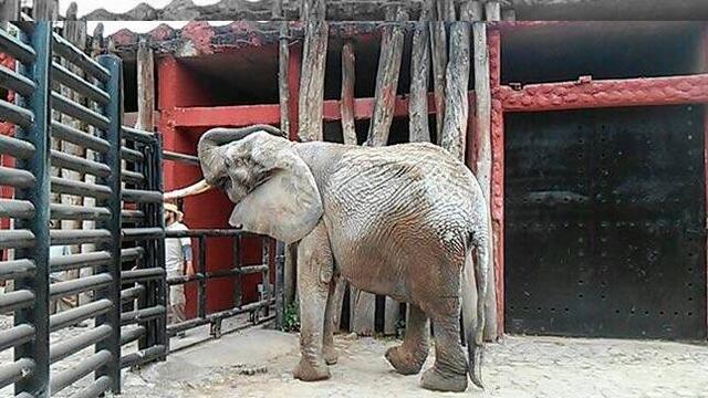 Elefanta quitada a circo muere en zoológico de Morelia