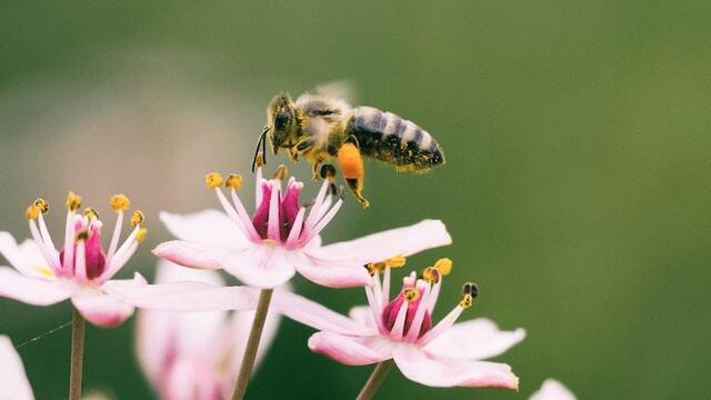 Estos ácaros podrían estar contribuyendo a la extinción de las abejas