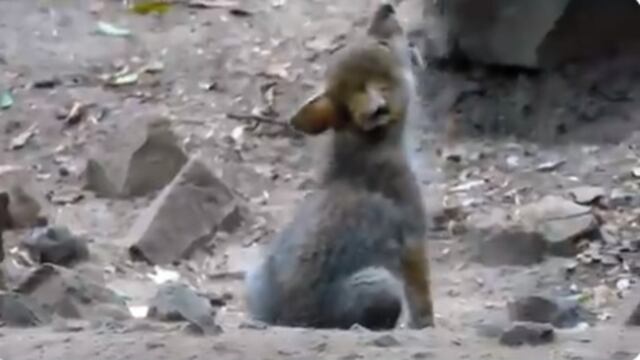 Cachorro de lobo mexicano emite sus primeros aullidos