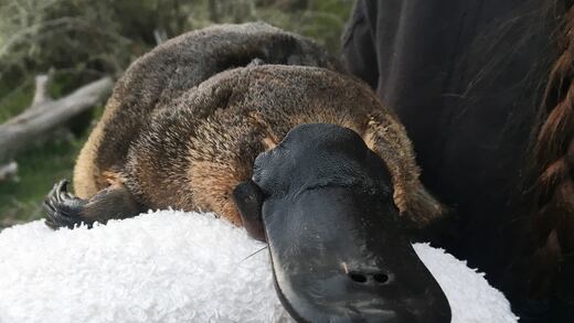 Australia construye el primer santuario de ornitorrincos