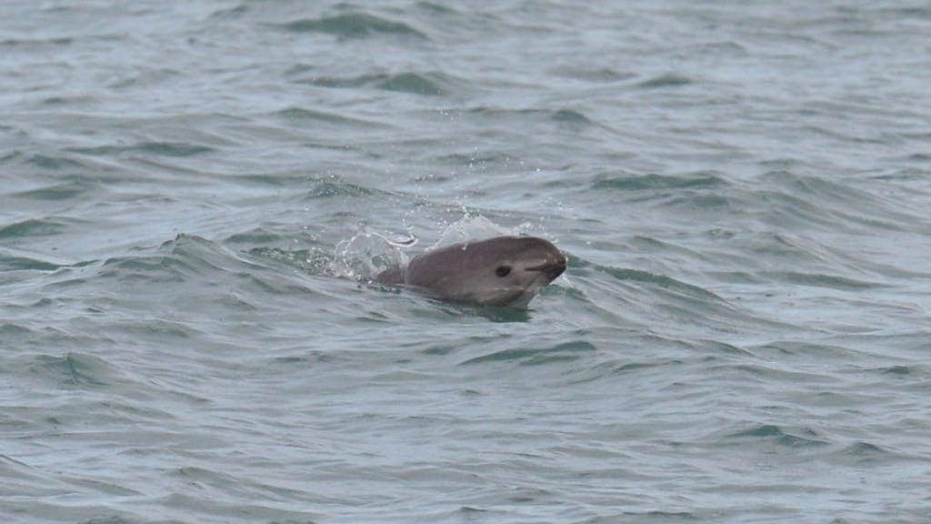 Vaquita marina