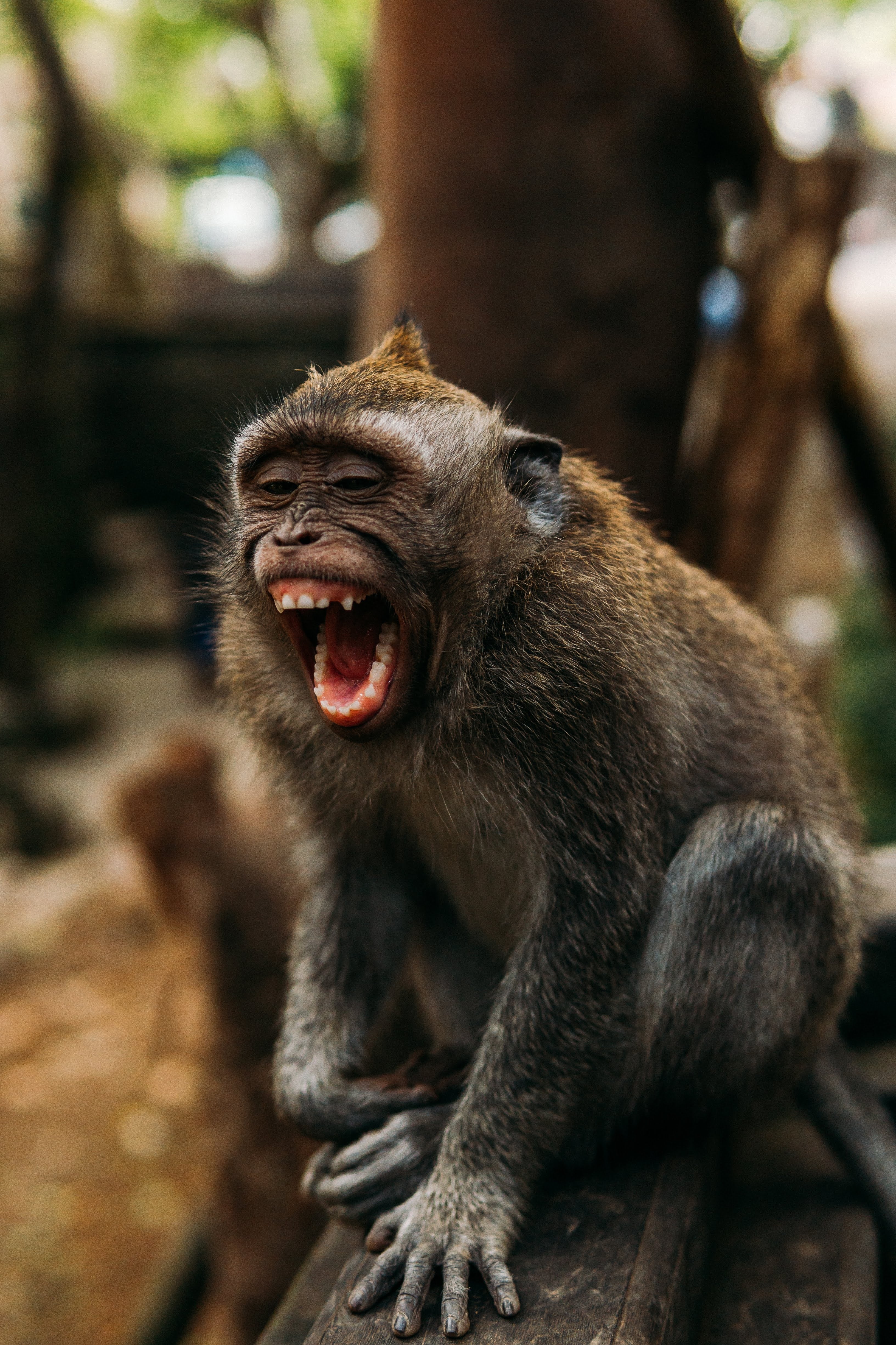 Primate