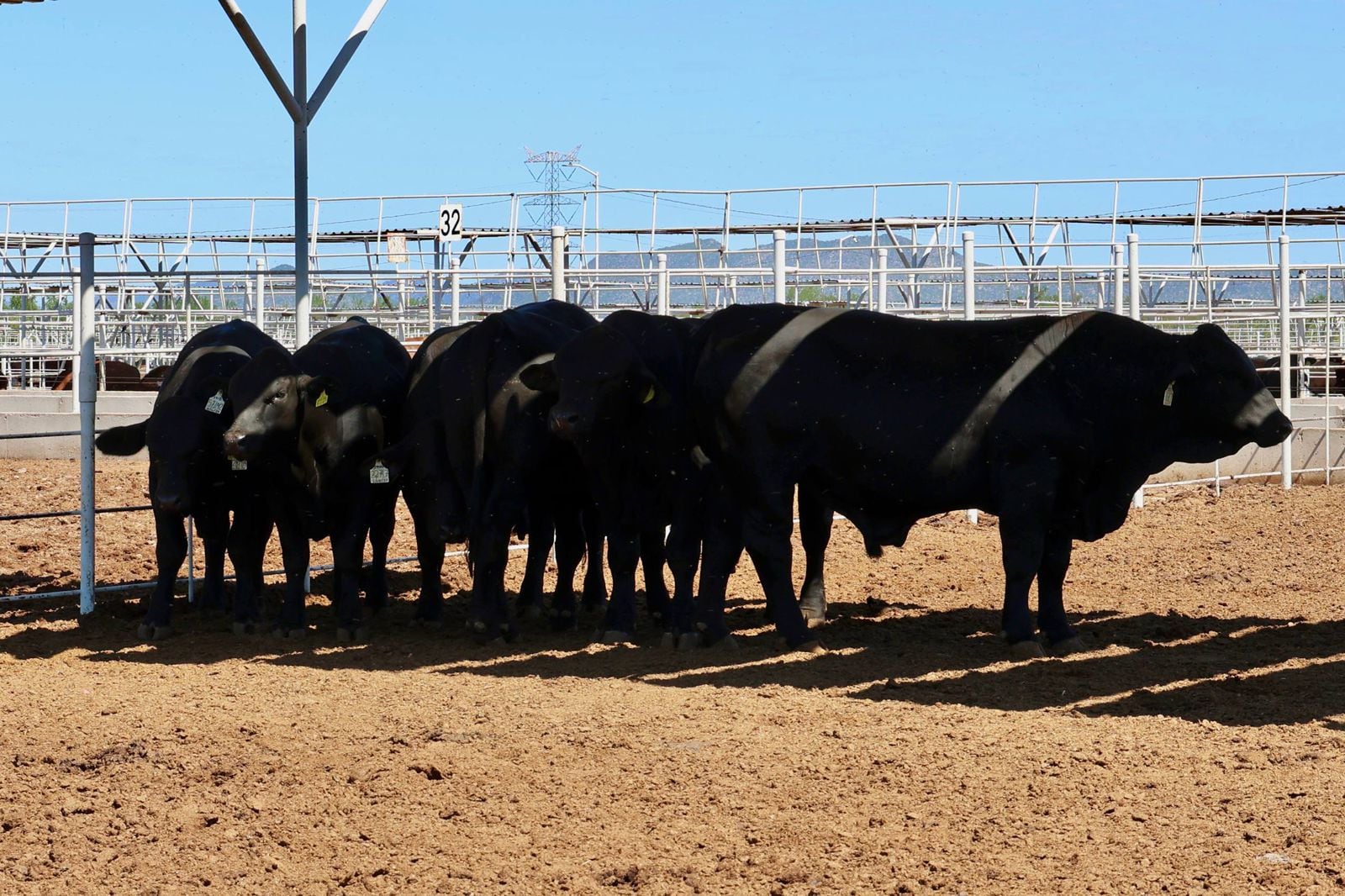 Pequeños y medianos ganaderos de Sonora se beneficiarán con el nuevo plan integral
