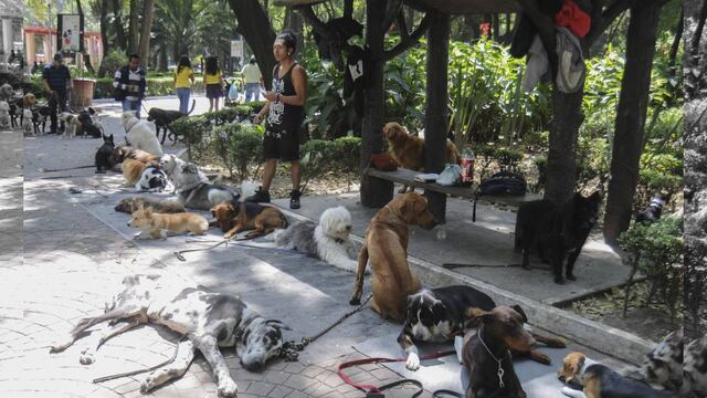 La PGJDF detuvo ayer a una mujer de 63 años que sería la presunta 'mataperros' del Parque México.