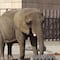 ¿Qué pasa con la elefanta Ely en el Zoológico de San Juan de Aragón? Jueza otorgó un amparo histórico, pero Sedema sigue en negación