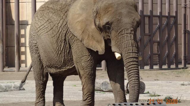 Jueza otorga amparo en favor de la elefanta Ely