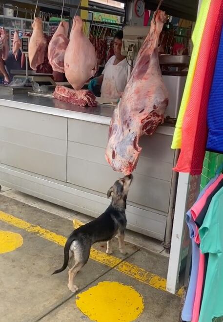 Perrito ladrón en carnicería