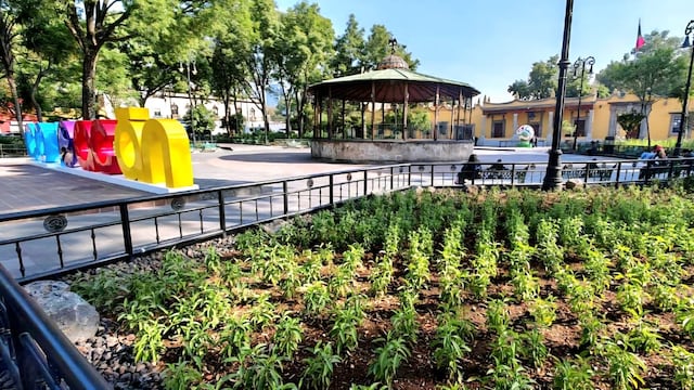 Coyoacán transforma Jardín Hidalgo en espacio para atraer fauna polinizadora.