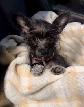 Perro de Fela Domínguez, cantante.