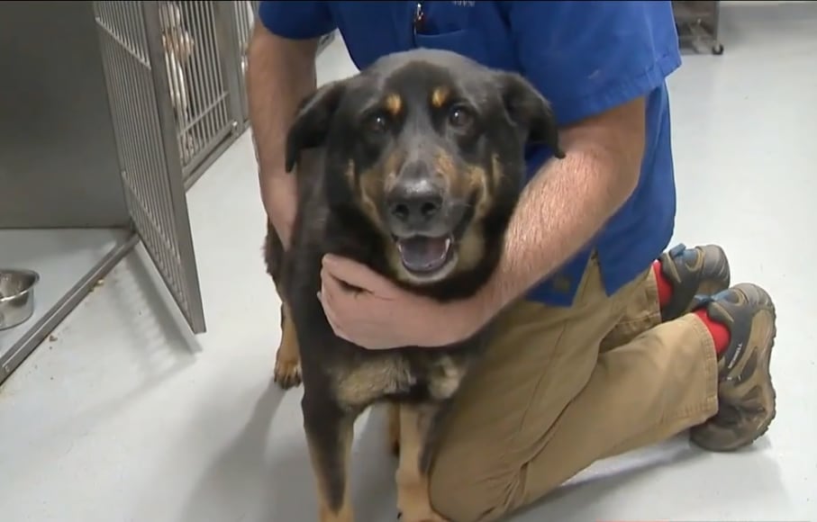 'Fezco', el perro que abandonaron por ser "gay"