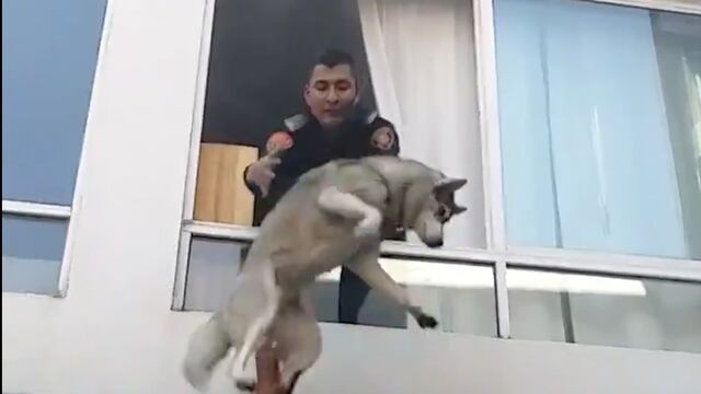 Rescate perro