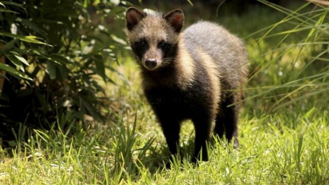 Perros mapache