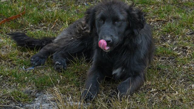 Perro (imagen de referencia)