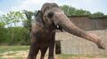 El 'elefante más solitario del mundo' se mudará para conseguir amigos