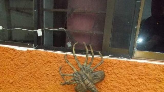 Un supuesto alacrán conocido como 'aguijón pica jopo'