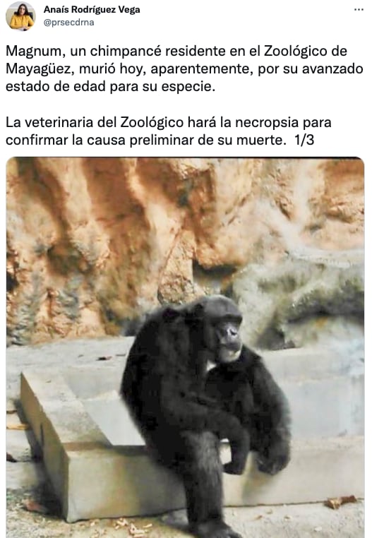 Muere el chimpancé Magnum a los 39 años