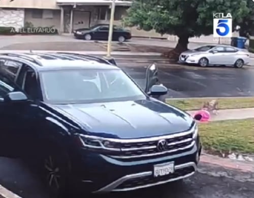 Coyote atacando a niña en vecindario de Los Ángeles