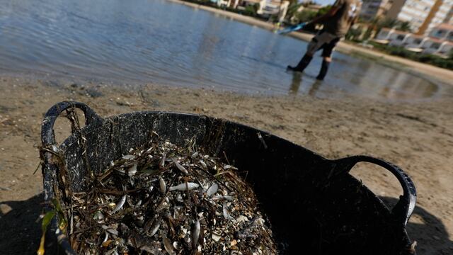 Peces muertos en Mar Menor español