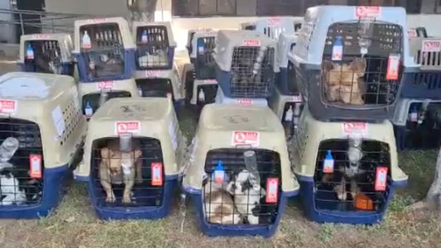 Policías de la CDMX recuperan camión robado con más 200 perritos provenientes de Colombia