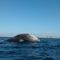 Encuentran muerta a ballena jorobada en Bahía de Banderas