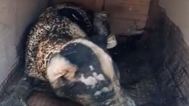 #JusticiaParaHuitzili