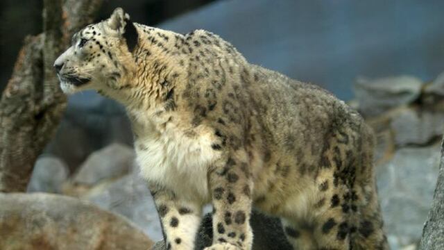 Leopardo