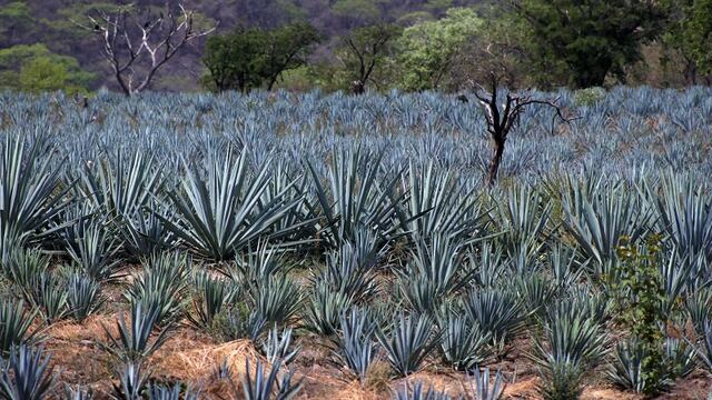 Agave mezcalero