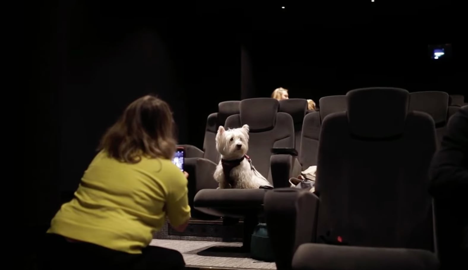 Perro en el cine