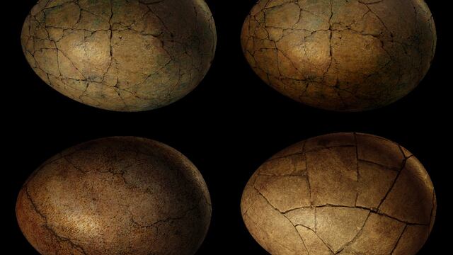 Huevos de dinosaurio