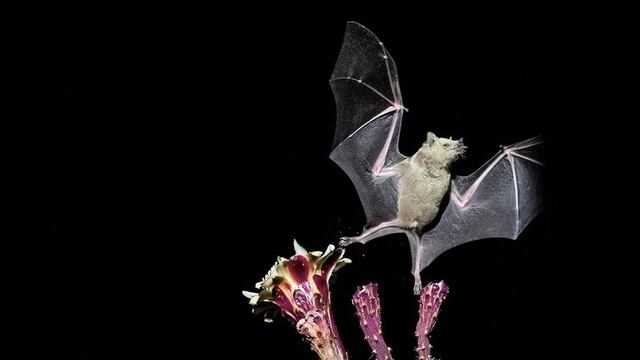 Murciélagos. Los queman en Perú por coronavirus.