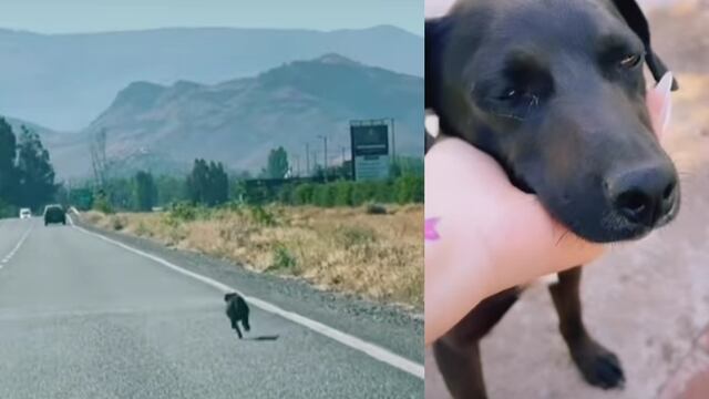 Perro abandonado en carretera