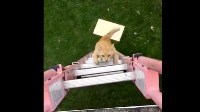 Gato sube la escalera.