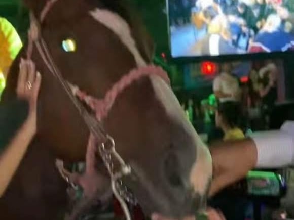 Bar w Saltillo został ukarany grzywną w wysokości 1 miliona pesos za upicie konia.