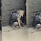 Denuncian maltrato animal en Tlalnepantla, Estado de México; perrita es abandonada en una azotea bajo la lluvia