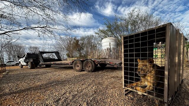 Culiacán, Sinaloa hoy 20 de mayo: guerra entre Mayos y Chapitos también afectó a 700 animales del Santuario Ostok