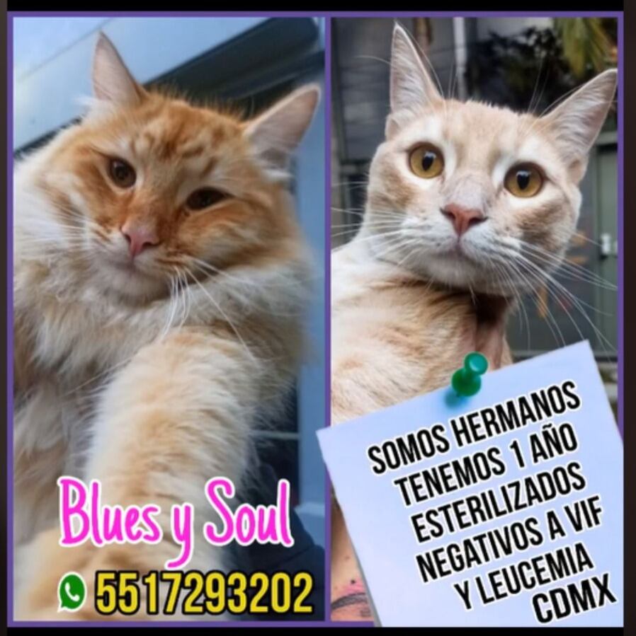 Blues y Soul en adopción