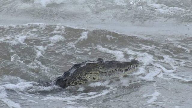Playa Miramar podría seguir siendo visitada por cocodrilos; esto debes hacer