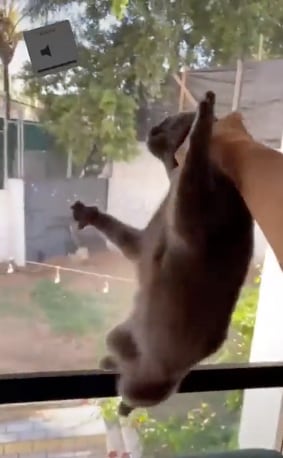 Video de Daddy Aioli, maltrato a su gato