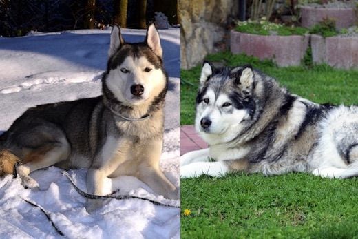 Husky y Alaska