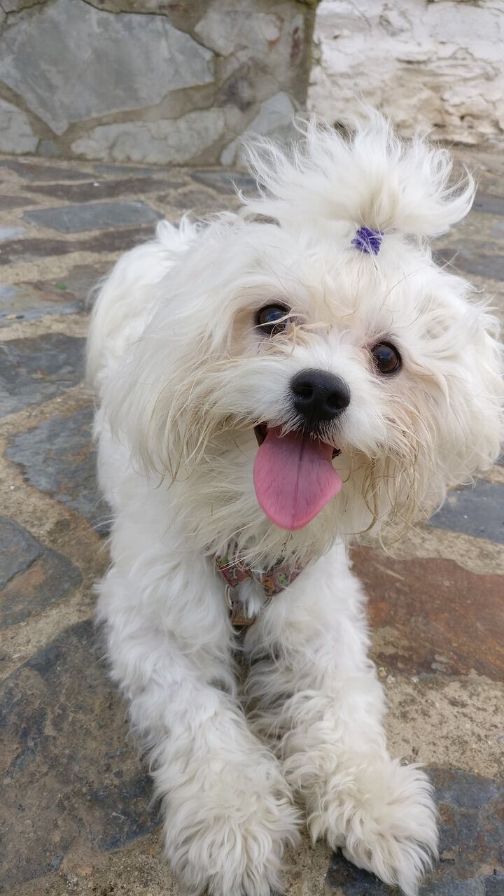 Bichón Maltés