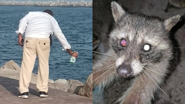 Video de un hombre lanzando ácido y cloro a los mapaches en Playa Miramar