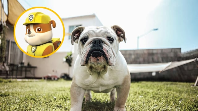 Cuidado y alimentación de un bulldog como Rubble de Paw Patrol