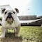 ¿Cómo cuidar y alimentar a un bulldog? 5 tips si tienes un Rubble cachorro como el de Paw Patrol