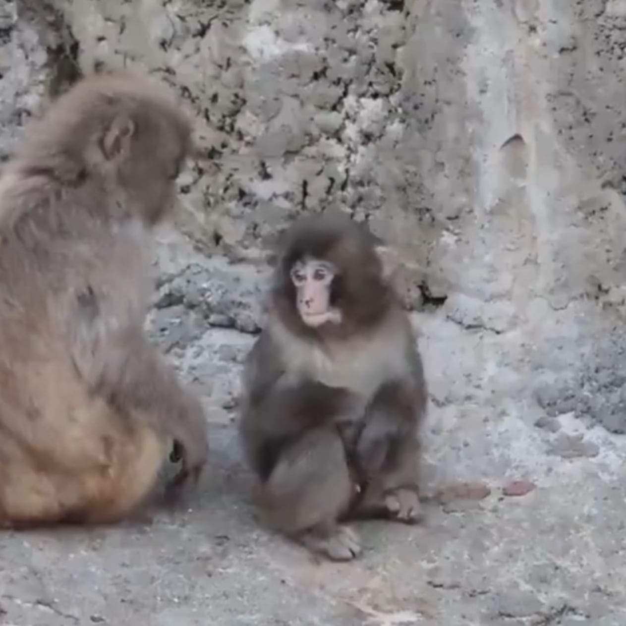 El mono Punch encuentra amigo que ya no se separa de él
