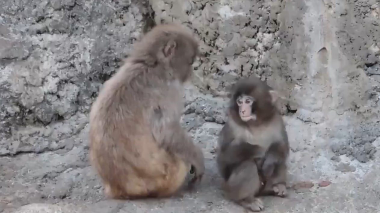 El mono Punch encuentra amigo que ya no se separa de él