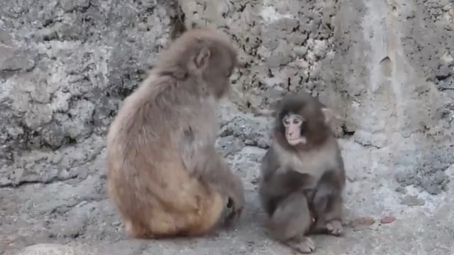 El mono Punch encuentra amigo que ya no se separa de él